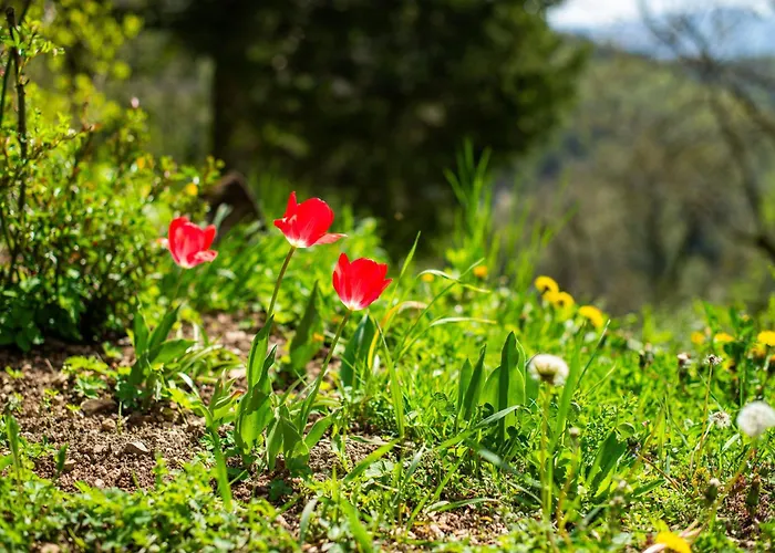 Podjelje בית נופש